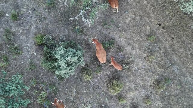 4K Aerial top-down view rising over retinta cows and calves in the mediterranean pasture