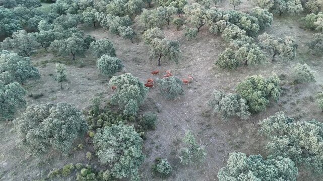4K Aerial view flying backward pulling away from retinta cows and calves in the dehesa