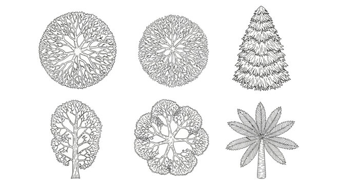 various tree illustrations from top view and side view top down view of nature