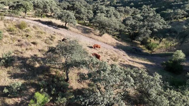 4K Aerial drone view flying forward over retinta cows grazing on a hillside pasture in the dehesa