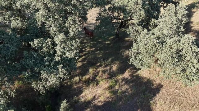 4K Aerial view orbiting left as a retinta cow walks away under oak tree shadows