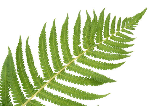 Vibrant Green Fern Frond with Detailed Pinnae