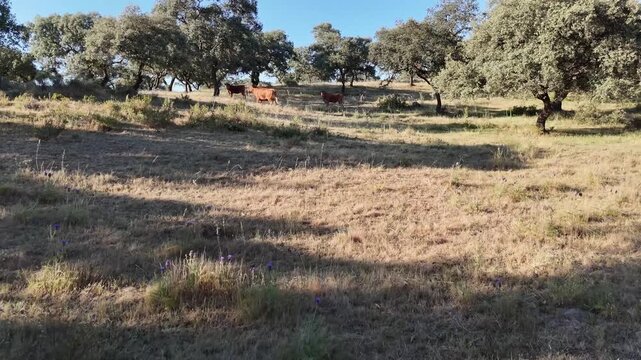 4K Aerial drone view flying forward approaching retinta cows as one starts running on a hillside