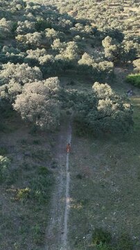4K Aerial vertical view flying forward following a single cow walking along a dirt path in the forest