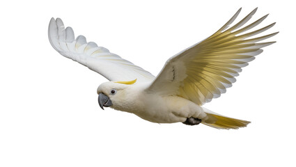 Sulphur-crested cockatoo bird flying with wings spread wide © Ari