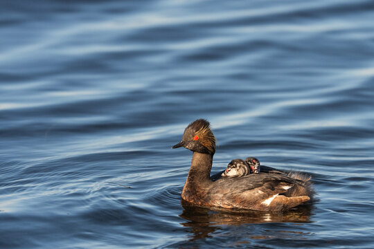 Two eared grebe chicks riding on moms back 