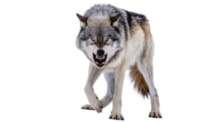 Fotobehang Wolf Aggressive wolf snarling with teeth bared, front view  © Ari
