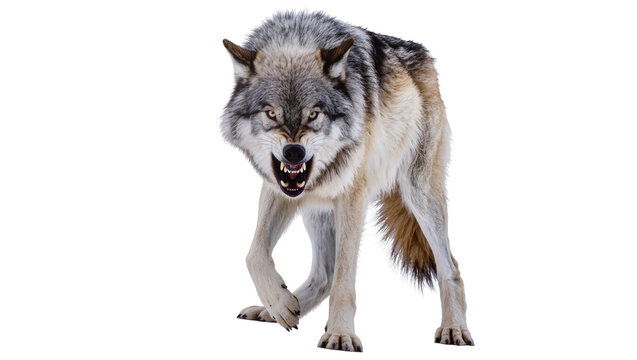 Aggressive wolf snarling with teeth bared, front view