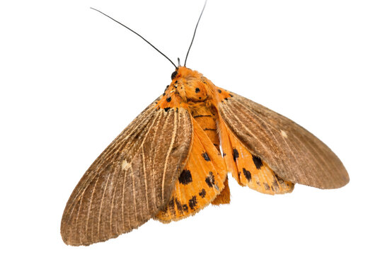 Vibrant orange and brown moth with spotted wings