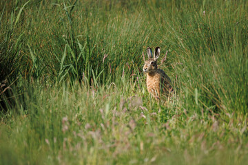 Naklejka premium European Brown Hare (Lepus europaeus) standing alert in warm golden evening light, coat luminous amber-orange, reed bed and lush green meadow behind