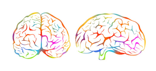 Fototapeta premium Multicolored brain. Hand drawn. Not AI, vector illustration.