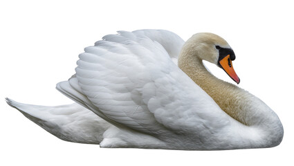 White swan with orange beak resting on white © Ari