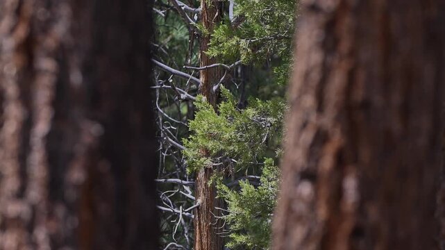 View through ponderosa pine trunks at cypress branches.