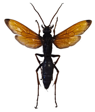 Large pepsine spider wasp Hemipepsis is isolated on a white background. The wasp displays its body, wings, and shape clearly. This insect is known for its predatory behavior on spiders.