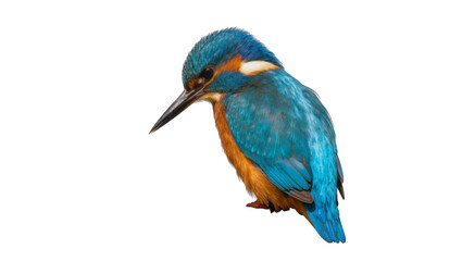 Fototapeta premium Common Kingfisher bird with vibrant blue and orange plumage