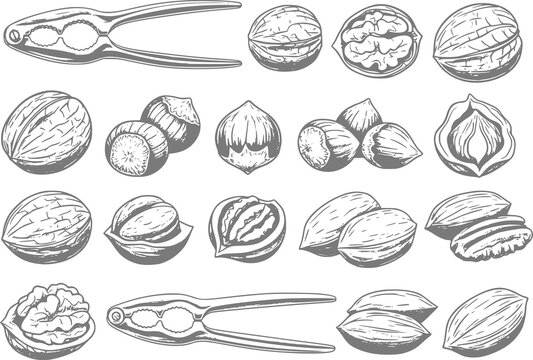 Vintage of assorted nuts and nutcrackers