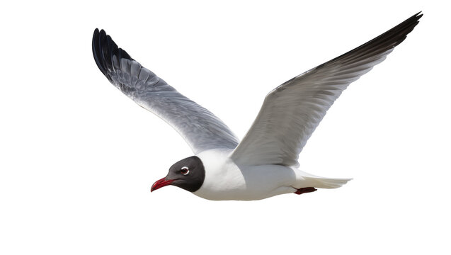 Seagull bird with black head and white body flying