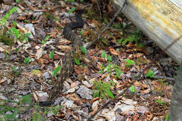 Fototapeta premium Full-length view of a timber rattlesnake slithering along the forest floor
