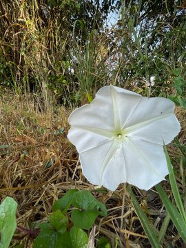 flor dama-da-noite (Ipomoea alba)