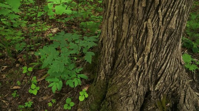 Young saplings growing at the base of a thick tree trunk
