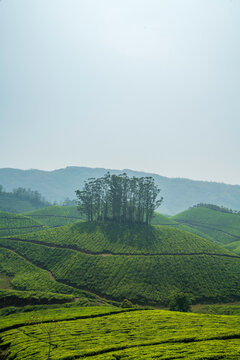 A breathtaking panoramic view of Munnar's unique topography, characterized by an endlessly rolling terrain of deep green valleys.