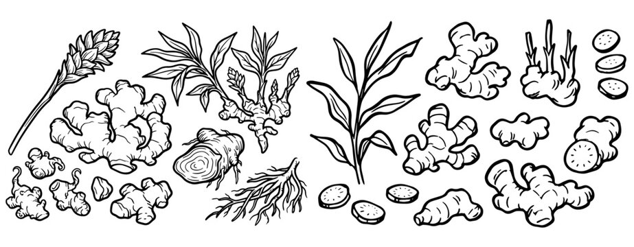 Hand drawn botanical sketch of fresh ginger roots and leaves isolated on white background, ginger, root, sketch, botanical, plant, leaf, herb, spice, nature, organic, doodle art, line art