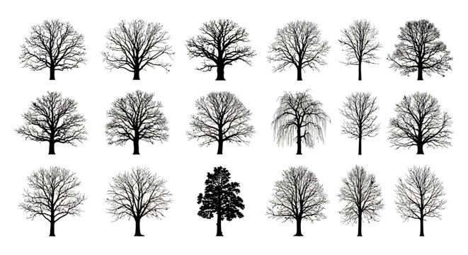 silhouettes of various bare winter trees showcasing diverse species and forms isolated on white for graphic design and nature projects.