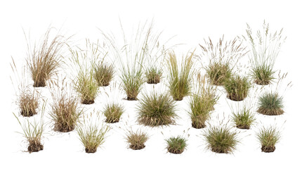 Obraz premium Panoramic array of grass clumps, isolated on transparent background for design