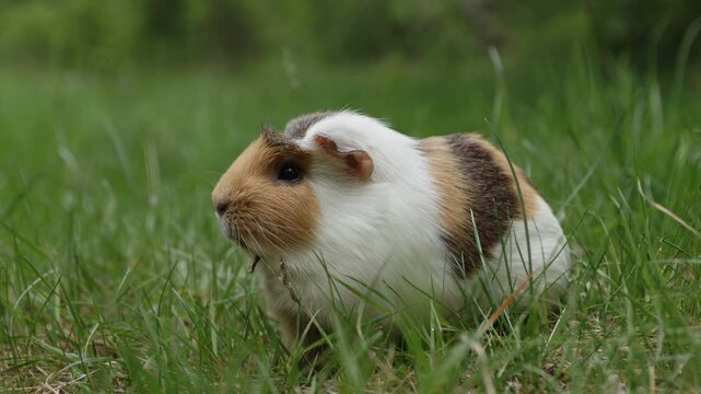 A sick pet guinea pig outdoors in the grass suffering from mandibular tooth root elongation with a long tooth sticking out under its chin. Pet is sitting and smelling