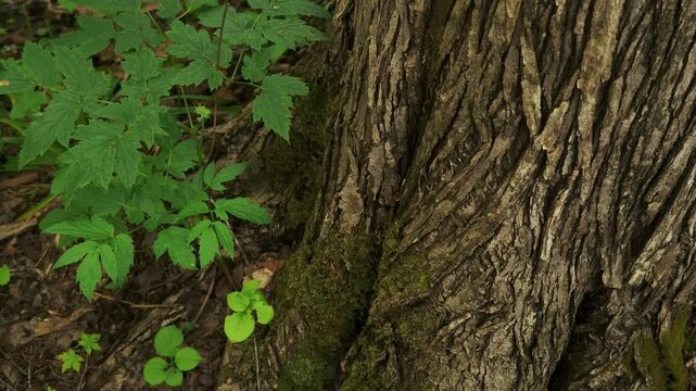 Young saplings growing at the base of a thick tree trunk