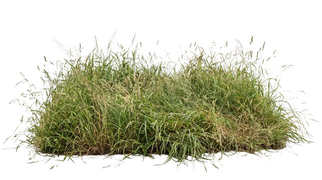 Photorealistic clump of green grass isolated on transparent background for nature scenes