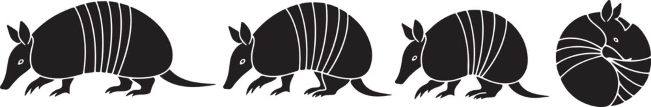 Armadillo animal rolling into ball for defense, foraging for insects, cute mammal, wildlife creature.
