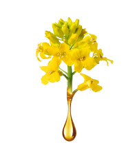 Canola flower with golden oil drop close-up isolated on a white background