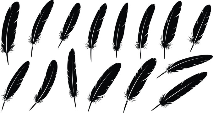 Set of black bird feathers silhouettes in various angles and positions for creative design projects