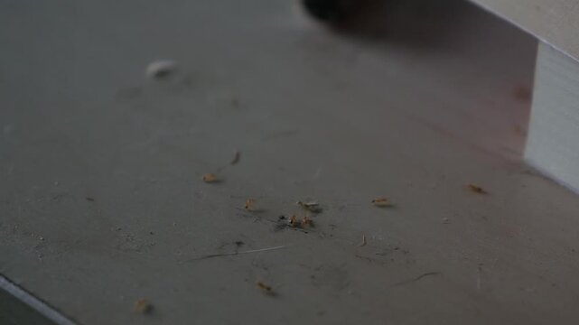 Macro closeup of tiny ants swarming on dusty floor surface near book insect pest infestation indoor concept
