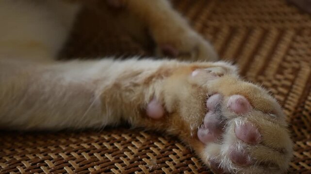Closeup of orange tabby cat front paws and hind paw showing pink toe pads and fur detail on woven mat