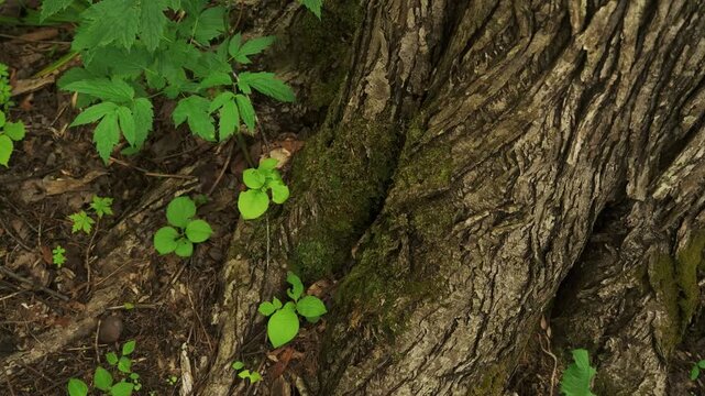 Young saplings growing at the base of a thick tree trunk