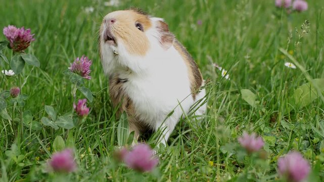 A sick pet guinea pig outdoors smelling in the grass and clover suffering from mandibular tooth root elongation with a long tooth sticking out under its chin