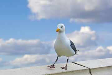 Naklejka premium Seagull Posing on a Coastal Wall with a Vibrant Blue Sky and Fluffy Clouds