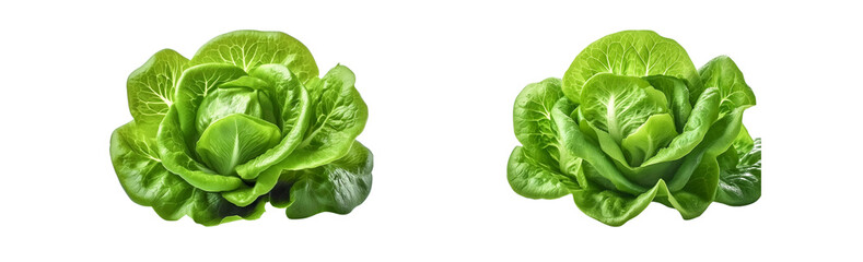 Fototapeta premium Fresh lettuce on transparent background