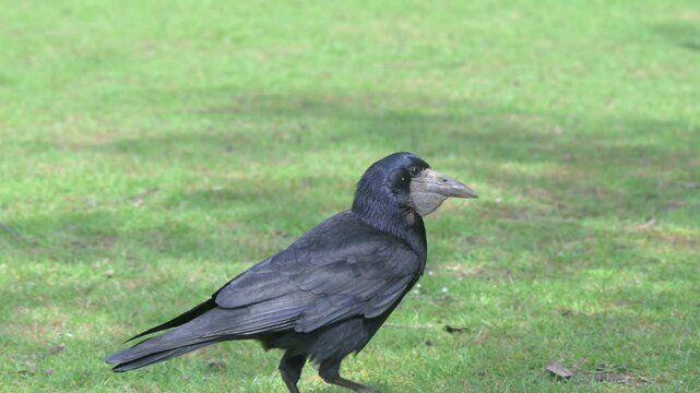 Rook (Corvus frugilegus) with a large gular pounch under the beak for carrying food, picking up seeds on a lawn. May, Kent, UK [Half speed]