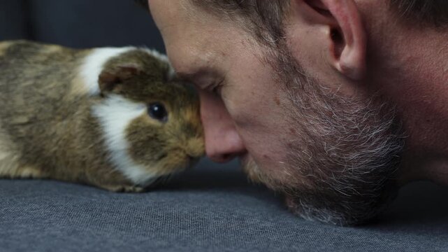 A man rests his head on his guinea pig and kisses it. Saying goodbye to a pet that is suffering dental disease, an overgrown tooth root piercing through the lower jaw