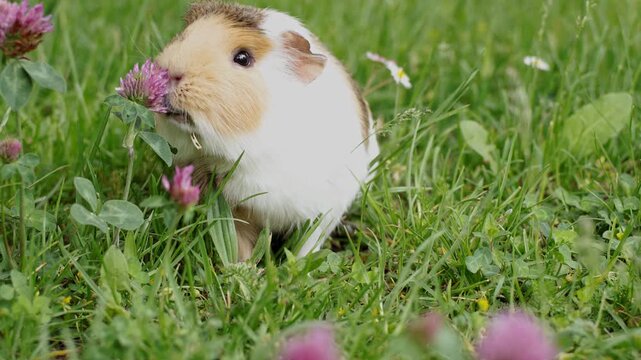 A sick pet guinea pig outdoors in the grass suffering from mandibular tooth root elongation with a long tooth sticking out under its chin. Pet is eating clover
