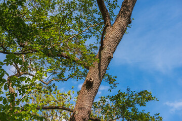 Fototapeta premium Low-angle view of a majestic oak tree against a clear blue sky