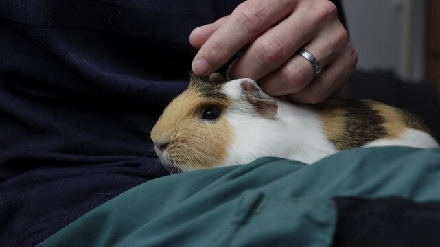 A man is petting, stroking a guinea pig which has dental disease, an overgrown tooth root piercing through the lower jaw
