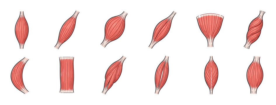 Skeletal muscle shapes fusiform parallel convergent pennate circular spiral muscles anatomy vector illustration set