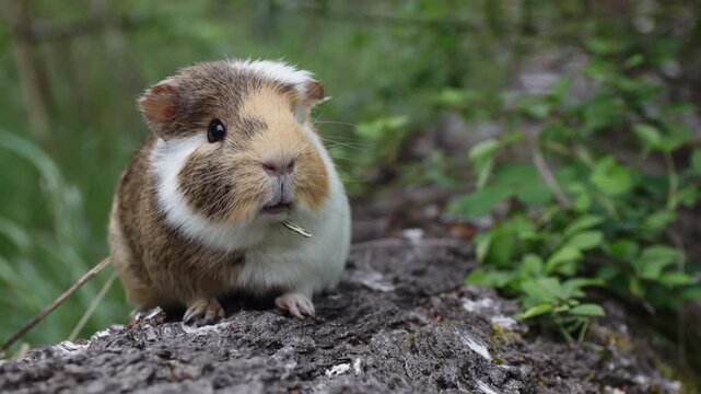 A sick pet guinea pig outdoors sitting on tree trunk suffering from mandibular tooth root elongation with a long tooth sticking out under its chin