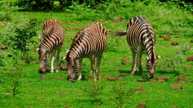 A small herd of zebras on green grass 