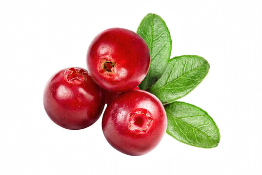 Fresh red ripe cranberries with green leaves