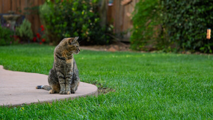 Obraz premium Cat sitting on a concrete patio edge looking out over a green backyard lawn